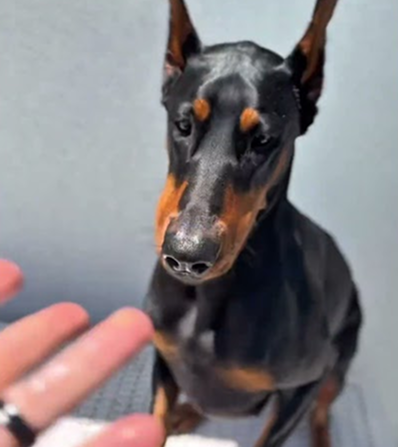 Shiny coat check ✔️