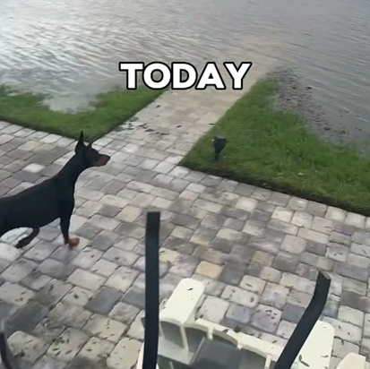 How things can change 😢🐾