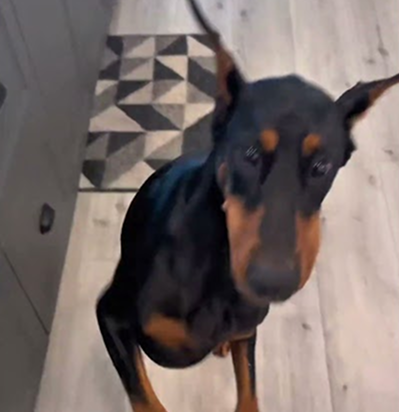 Rabbit ears for dogs