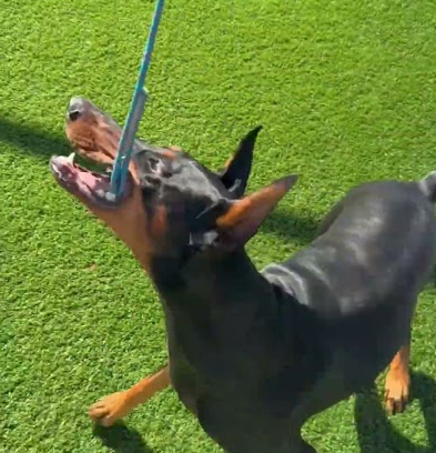 Drop it and leave it