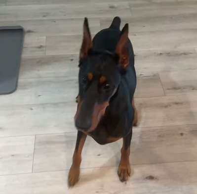 My crazy spinning Dobie 😵‍💫