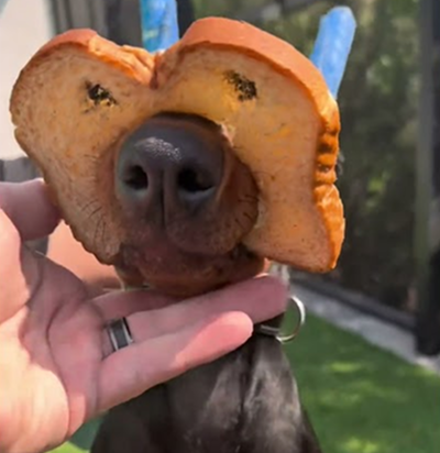 Purebred Doberman vs Inbred Doberman