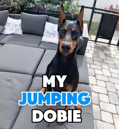 My jumping Dobie