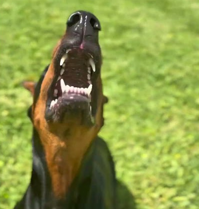cinematic mode dobie training