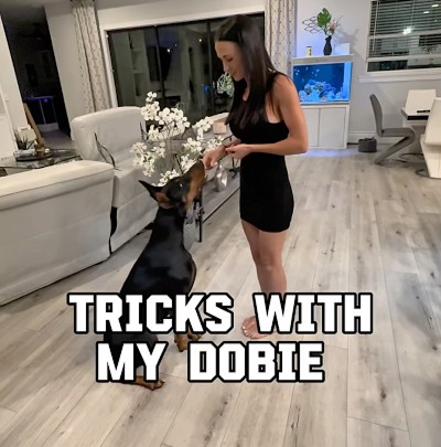 Tricks with my Dobie Nyx