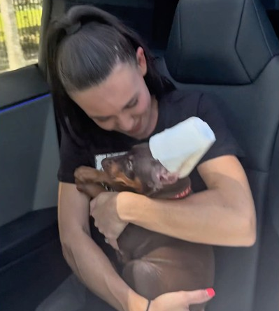 8 week old Dobie Nash is coming home with us today!