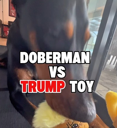 Doberman vs Trump Toy 😂