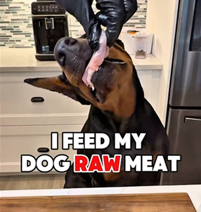 I feed my dog raw meat 🥩