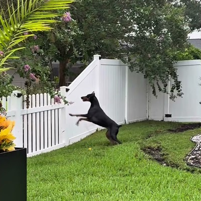 When you hear the neighbors dog