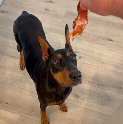 Cars and Coffee with my dobie