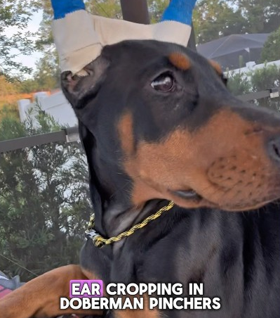 What is ear cropping, and why is it performed on Dobermans?