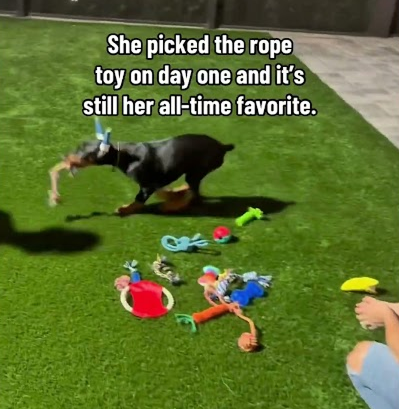 My dogs first day home