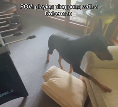 Playing ping pong with a Doberman