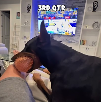 Watching the NBA finals with a Doberman 🏆