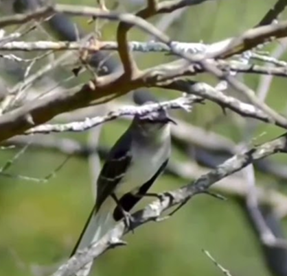 Is that a mocking bird?