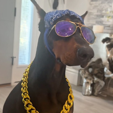 Viral protect the house video