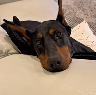Cooking dinner while my dog stares at me from the couch like I just abandoned her forever