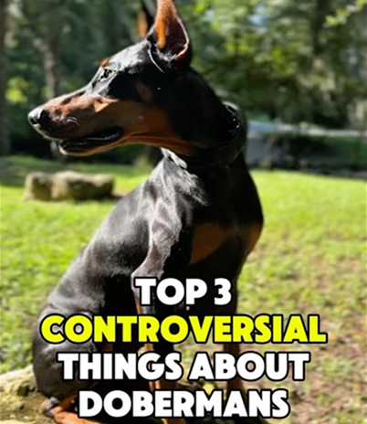 Why do people hate Dobermans?