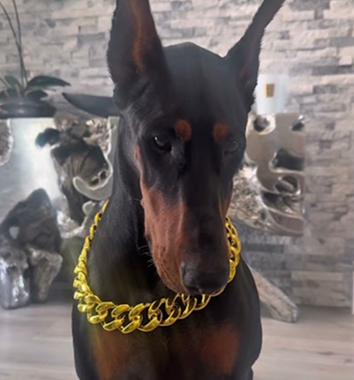 Chicken feet gang signs