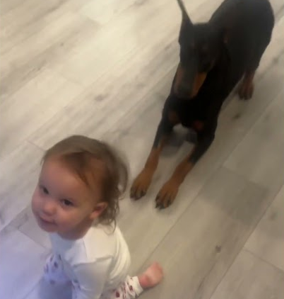 Baby vs Doberman training!