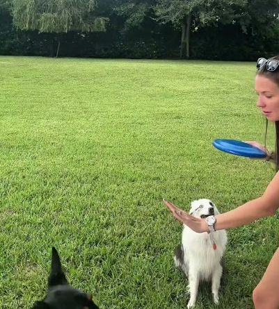 Dogs catching frisbee