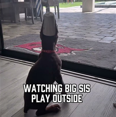 Watching big sis play outside
