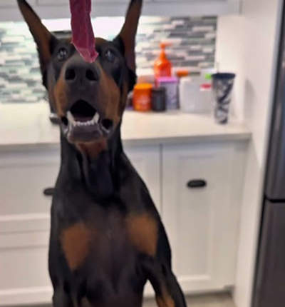 Can dogs eat raw steak? 🥩