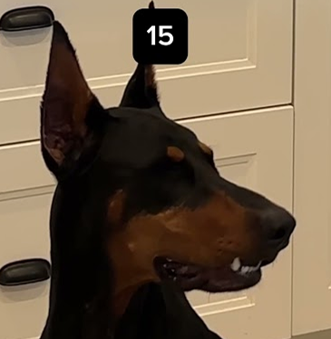 Will my dog eat the piece of cheese if I leave the room?