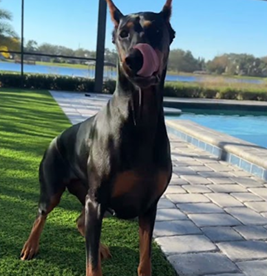 Morning training Nyx