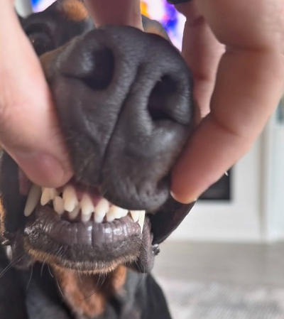 Grrrrr #fyp #trendingshorts #funnydog