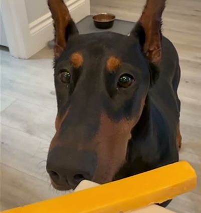 This one is for you @ShogunHull 😂