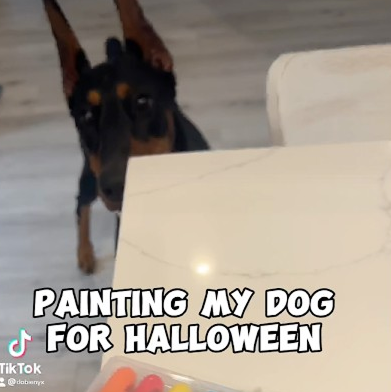 Painting my dog for Halloween 👻