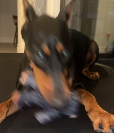 When other dogs think they can come and play with my toys