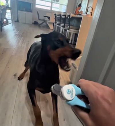 How to clip your dog’s nail?