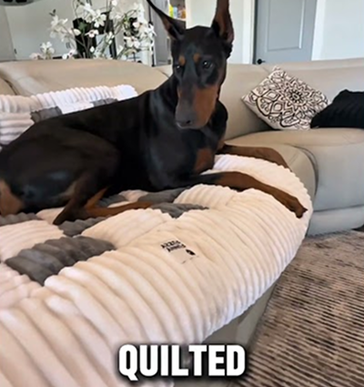 Get one at @FUNNYFUZZY_PET and get 30% of if you use promo code: DOBIE30