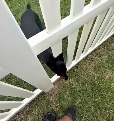 My dog playing with neighbors dogs