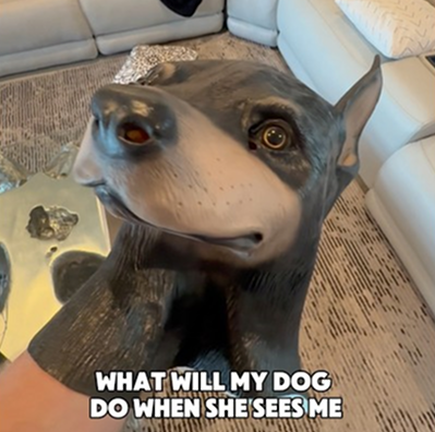 What will my dog do?