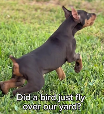 Did a bird just fly over our yard?