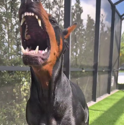 Insane Tricks My Doberman Can Do! 😱🔥