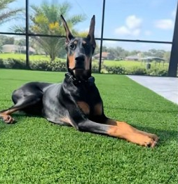 Somebody is watching me