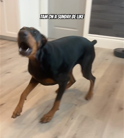7am on a Sunday with a Doberman