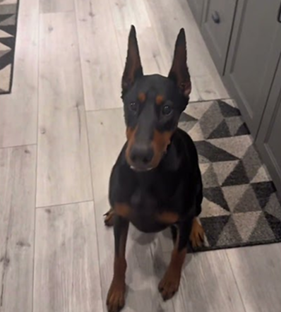 Turkey neck for my dog