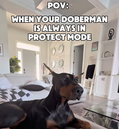 Protective Doberman level💯