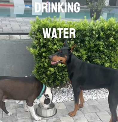 My Dobie drinking water 😂