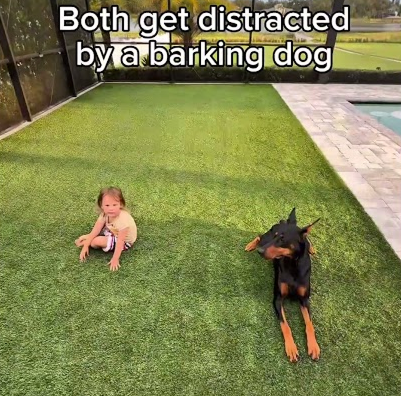 Baby vs Doberman 😂