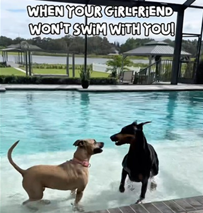 Dogs swimming