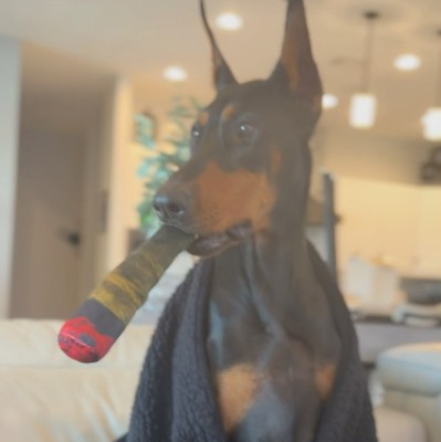 Will never bark again