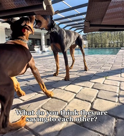 Wha are they saying?