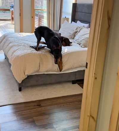 Caught my dogs in the bedroom ❤️