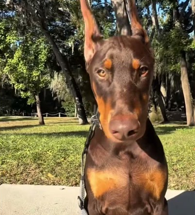 My 2 beautiful Dobies